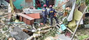 El mal estado del árbol habría generado su desplome.