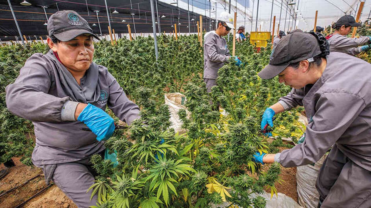 La industria del cannabis medicinal ya genera miles de empleos formales en el país.