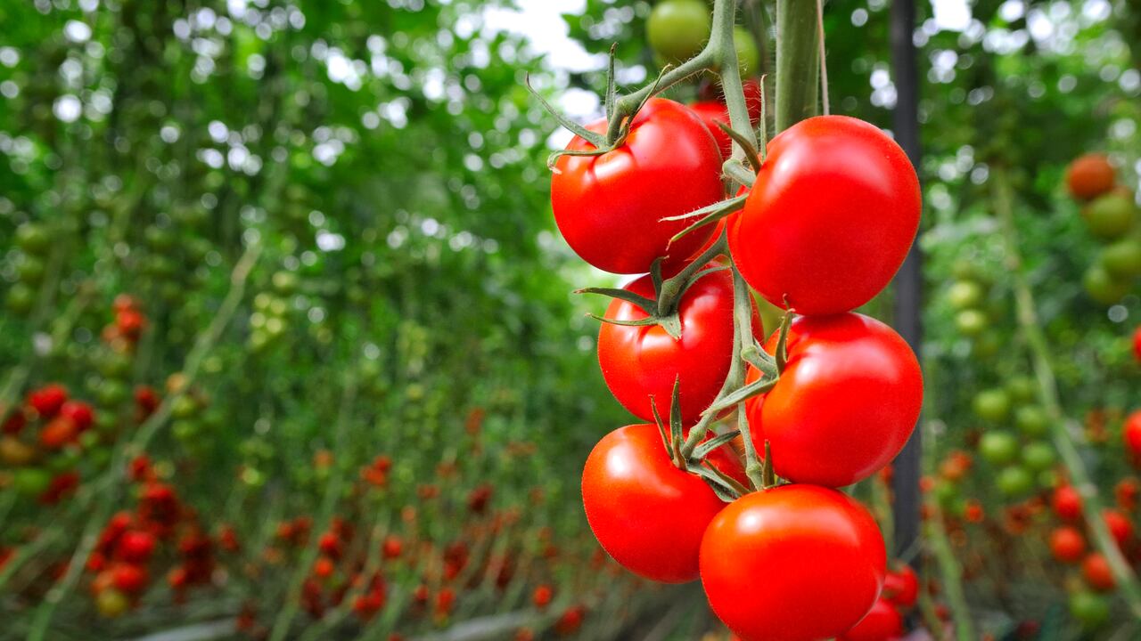 Tomates