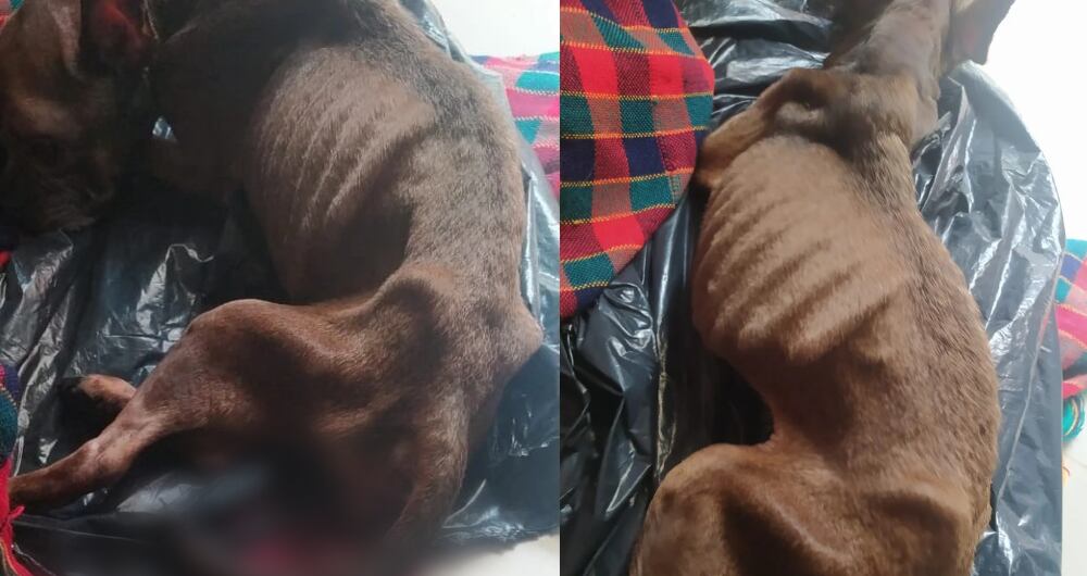 Perrita víctima de maltrato animal en Medellín.