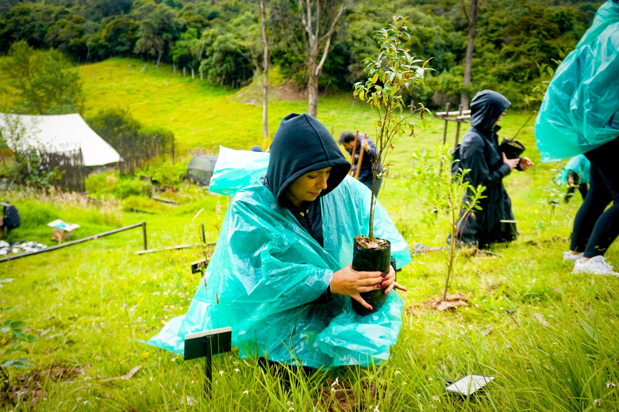 Movistar Arena mitiga su impacto en el ambiente a través de la siembra de árboles nativos en nombre de los artistas en el municipio de Guasca, Cundinamarca.