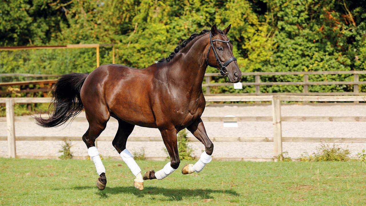 La comercialización de genética también se ha convertido en un componente clave del negocio.