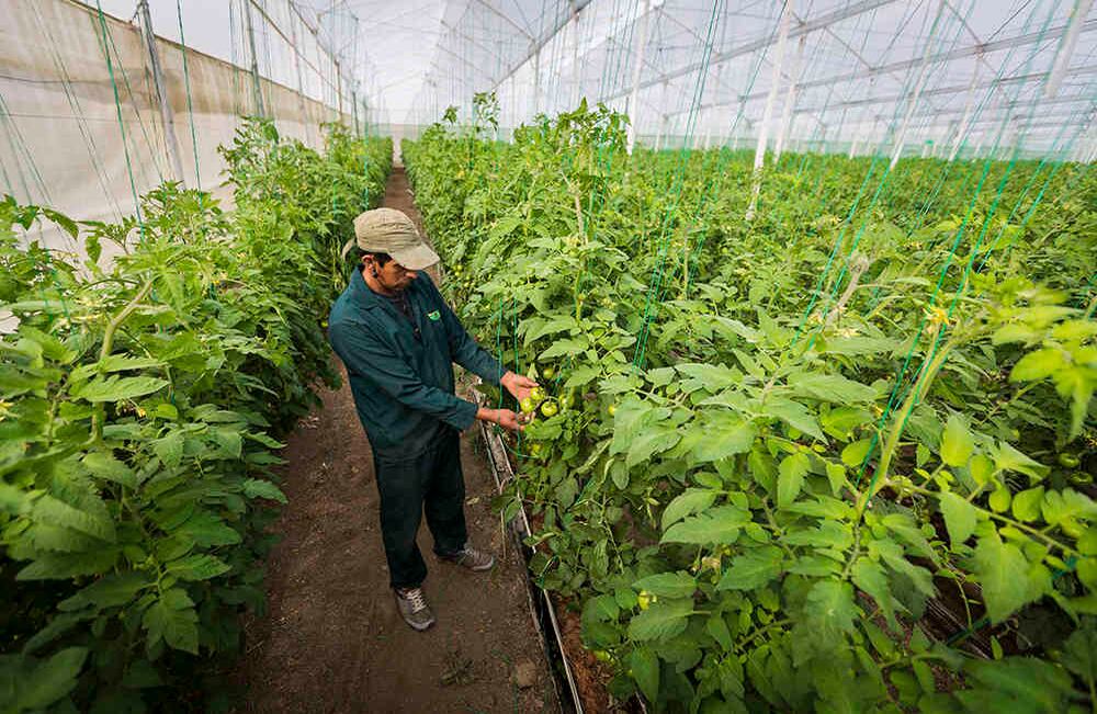 Boyacá es el primer productor de tomate bajo invernadero del país.