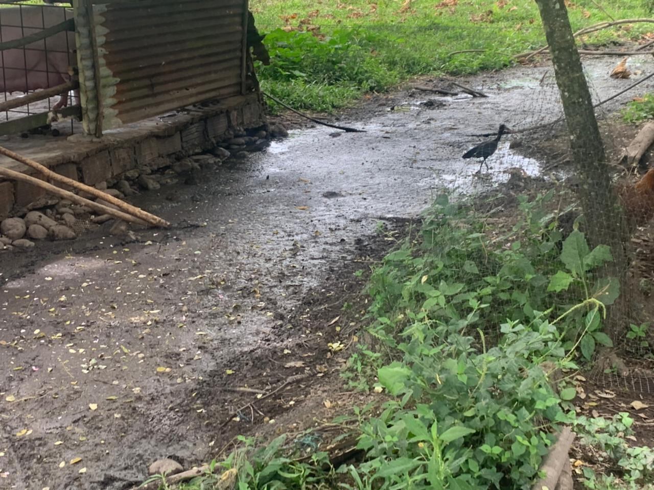 Cormacarena alerta por construcción ilegal que pone en riesgo la ribera del río Guatiquía: “están construyendo en zona protegida”