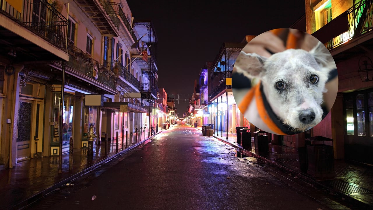 Un perro mestizo llamado Scrim ha eludido su captura durante meses, dejando huella en Nueva Orleans.