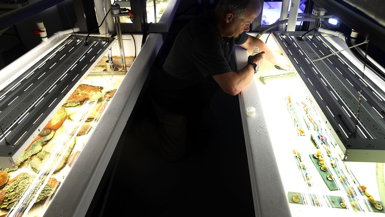 Profesor de biología marina en laboratorio de la universidad.