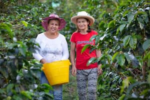 En el caso del Valle del Cauca son 328.495 mujeres en el campo, las cuales se desempeñan altamente en labores agrícolas.
