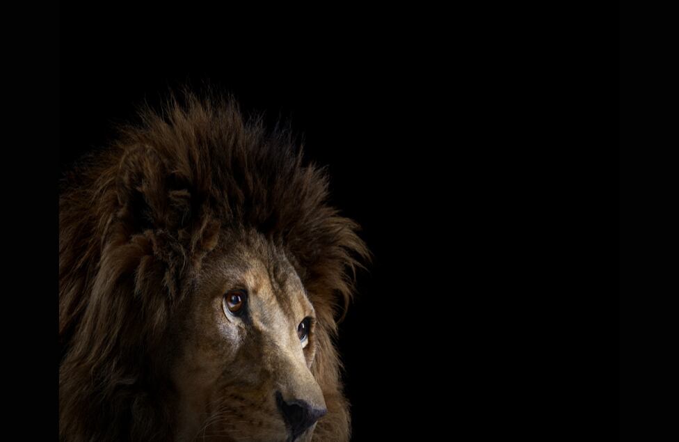 La fiereza inhumana del león se convierte en un gesto lleno de sentimiento cuando el rey de la selva es retratado en un estudio.
