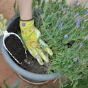 Así se debe sembrar la lavanda.