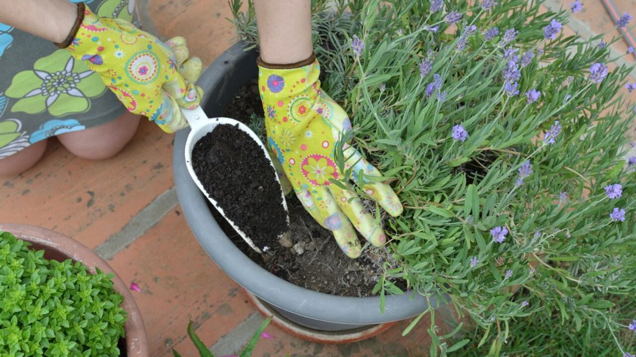 Así se debe sembrar la lavanda.