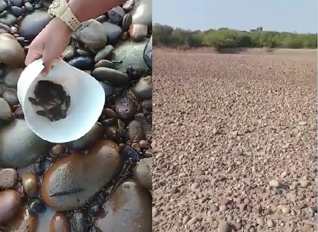 Mortandad de peces en el río Sogamoso, en Santander.