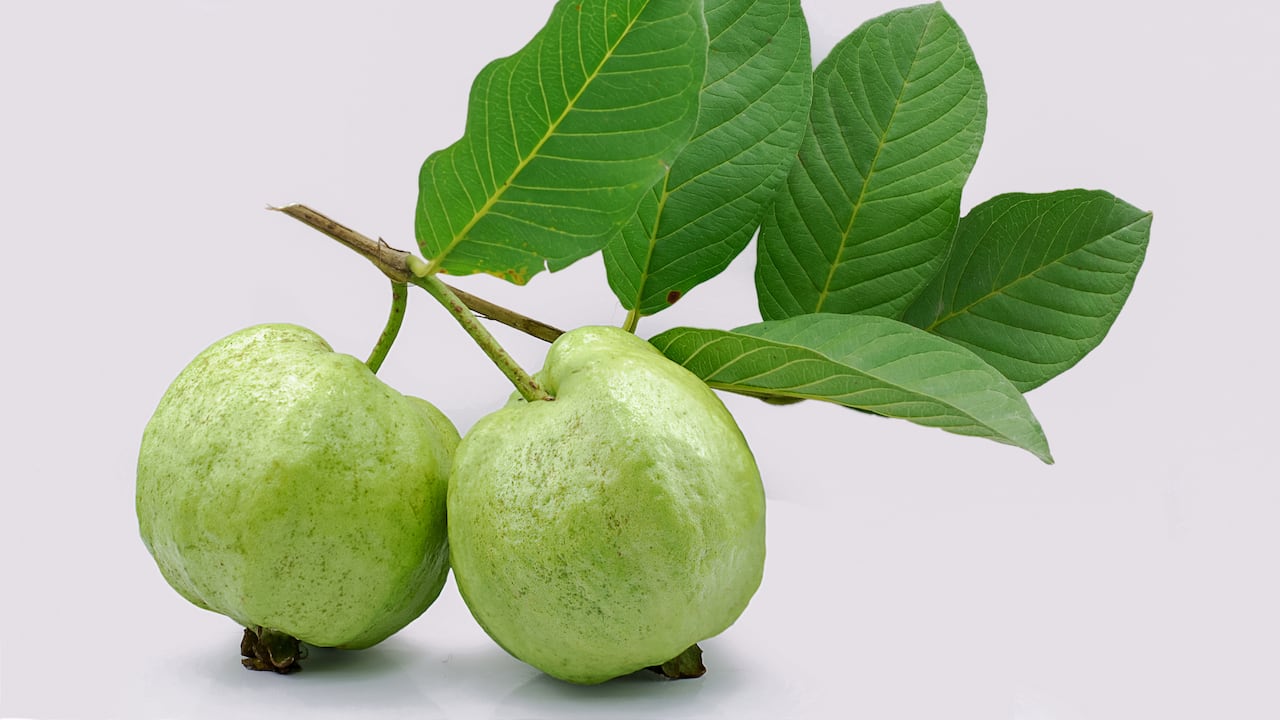 El tiempo que se recomienda para tomar el té de hojas de guayaba, debe ser alrededor de unos 15 días, sobre todo, si toma dos tazas diarias.