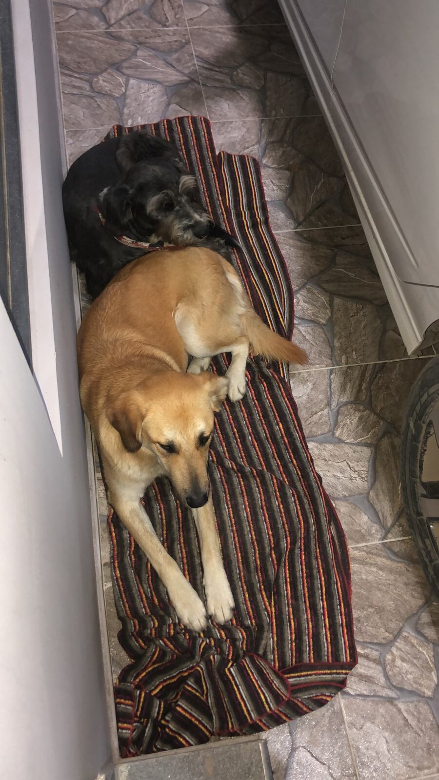 La historia de una perrita callejera que desapareció en Simijaca. Acusan a un funcionario de la Alcaldía del municipio