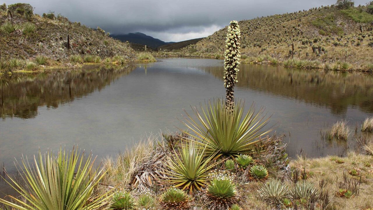 Protección de páramos en Bogotá y la región