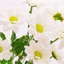 flor de manzanilla, foto: Thinkstock