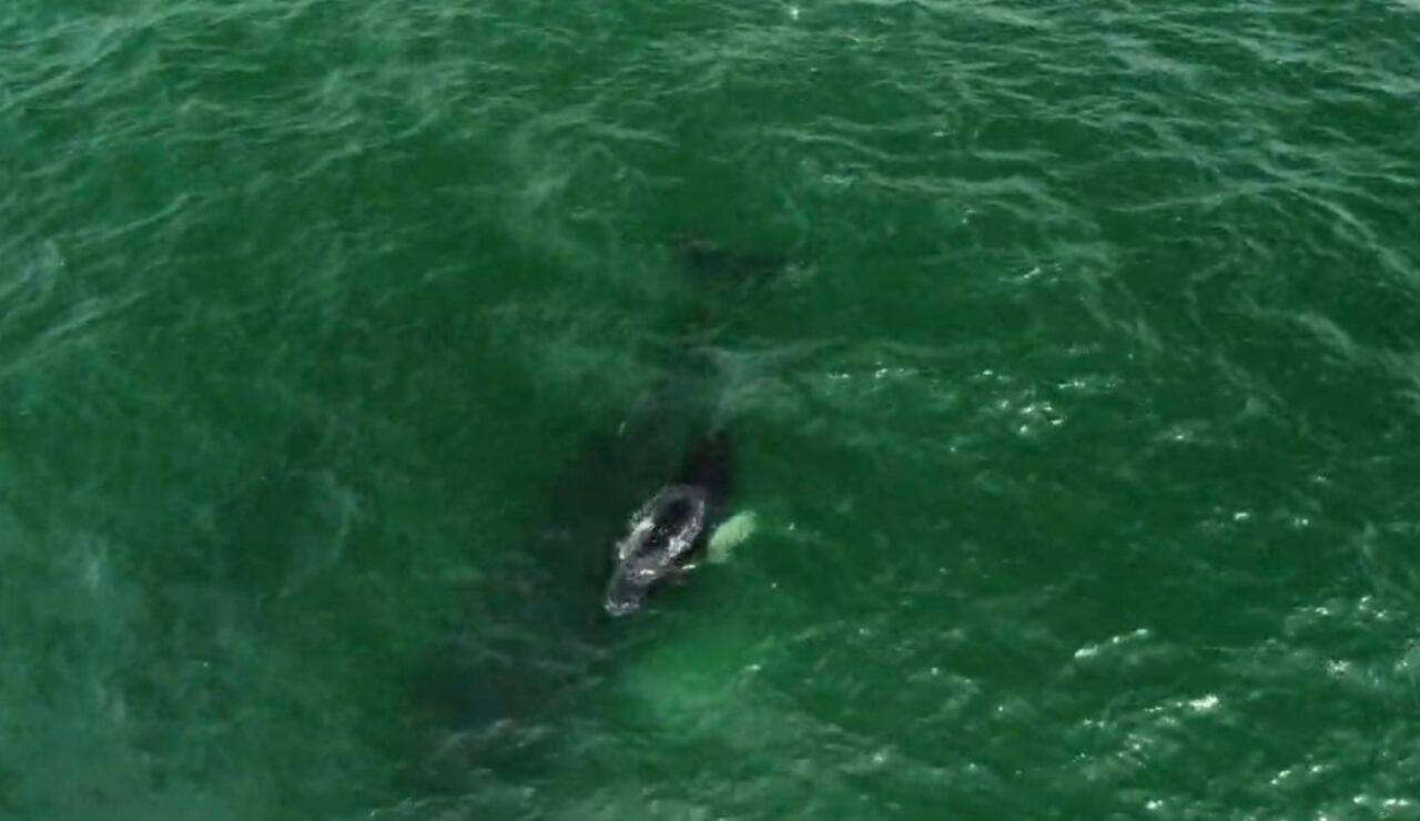 Espectáculo marino en el Pacífico Colombiano