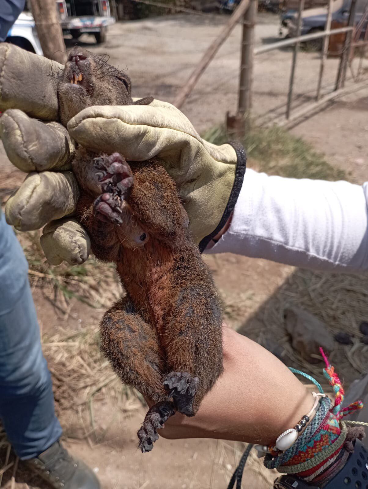 Ardilla gravemente herida tras incendio forestal en Cali