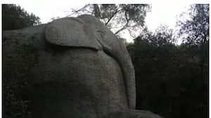 Bosqueencantado de Orrius