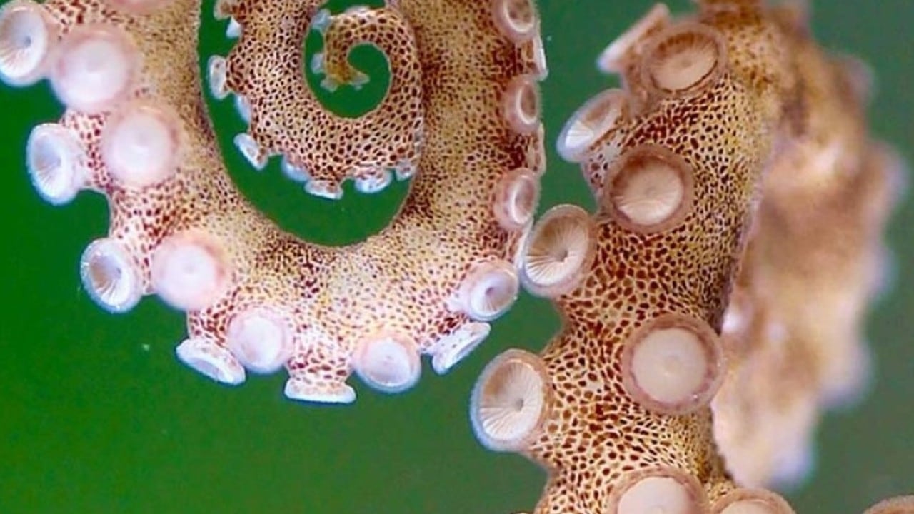La acidificación de los océanos podría estar reduciendo el tamaño del cerebro de los invertebrados más inteligentes