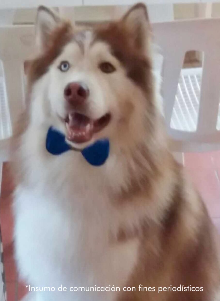 Zeus, el perro que murió en un spa canino en Medellín