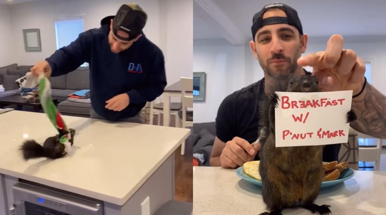 Peanut fue sometida a este drástico procedimiento junto a Fred, un mapache, luego de que se realizaran pruebas de rabia en ambos animales.