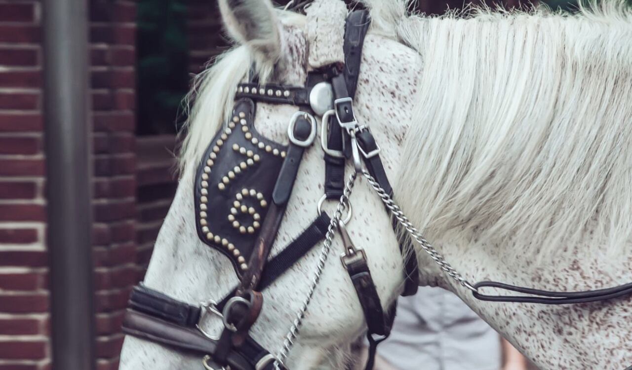 En Filadelfia las carrozas que hacen recorridos por el centro histórico, son tirados por caballos