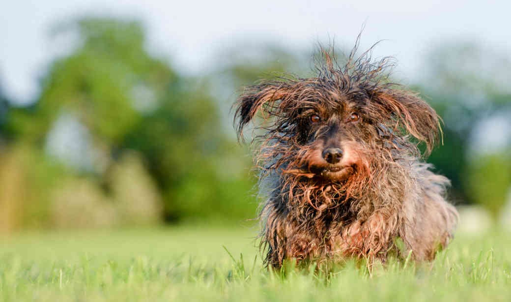 Existen diferentes posibles causas médicas para el mal olor de tu perro.
