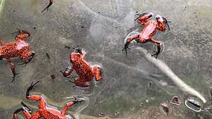 Corporación autónoma regional del Valle del Cauca