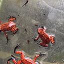 Corporación autónoma regional del Valle del Cauca