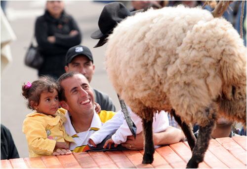 La oveja es el animal insignia de Boyacá.