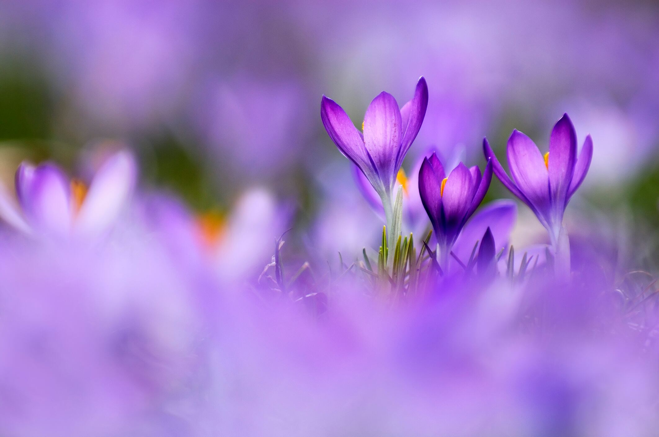 Para aquellos que desean embellecer su hogar con flores durante la Semana Santa, es fundamental conocer cuáles son las variedades más significativas y apropiadas.