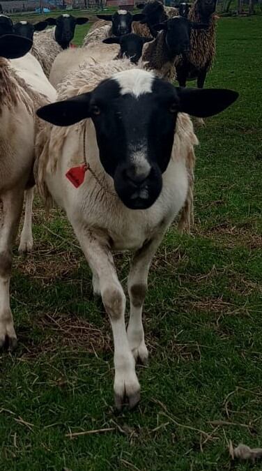 Jacinta, oveja robada en Tocancipá