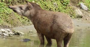 El tapir también es conocido como danta y es una de las especies amenazadas en Colombia. Foto: Pixabay