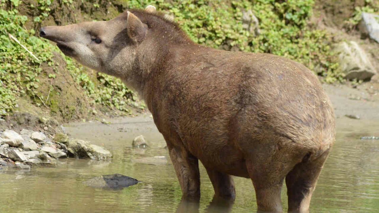 El tapir también es conocido como danta y es una de las especies amenazadas en Colombia. Foto: Pixabay
