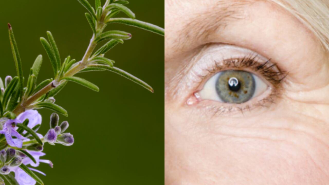 El romero contiene múltiples propiedades para la salud y la belleza del cuerpo humano.