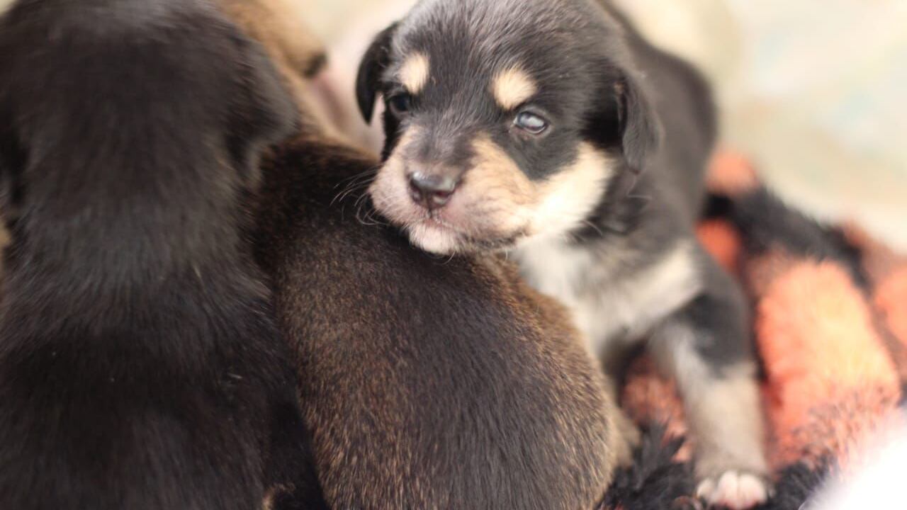 Los cachorros huérfanos solo tienen 15 días de nacidos
