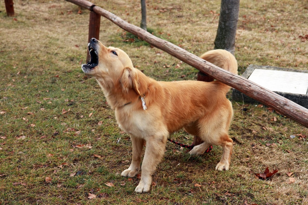 Perro ladrando