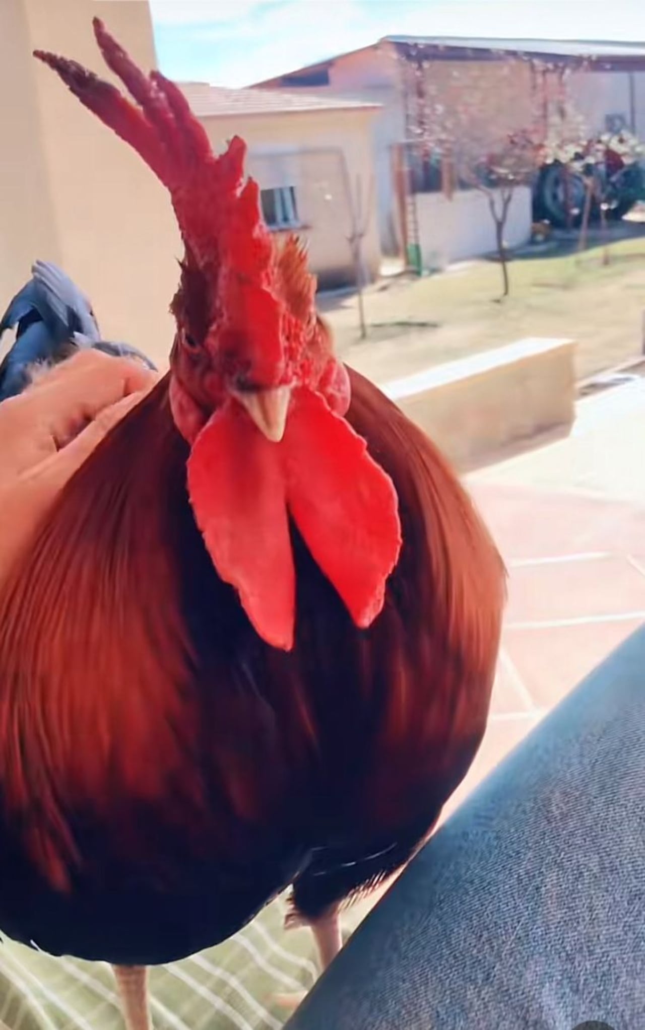 Gallo Pali