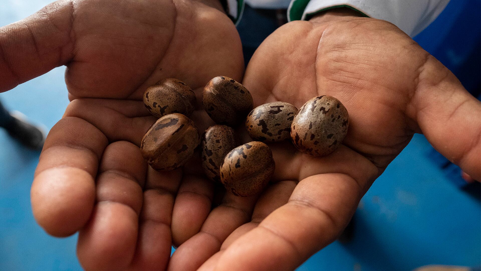 NO USAR,USO EXCLUSIVO MEJOR COLOMBIA, Especial Minambiente, Restauración