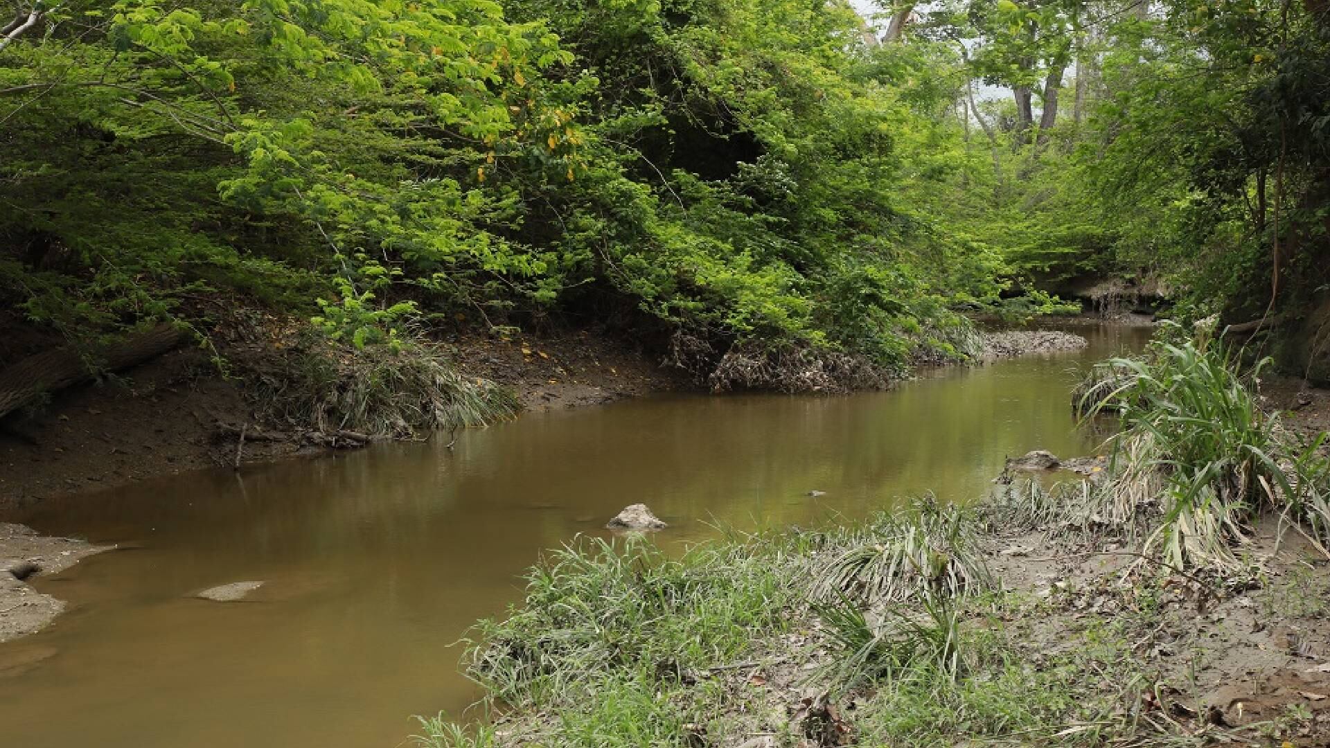 Cerrejón aseguró que ha sembrado más de 33.500 árboles en el área del nacimiento del arroyo Bruno.