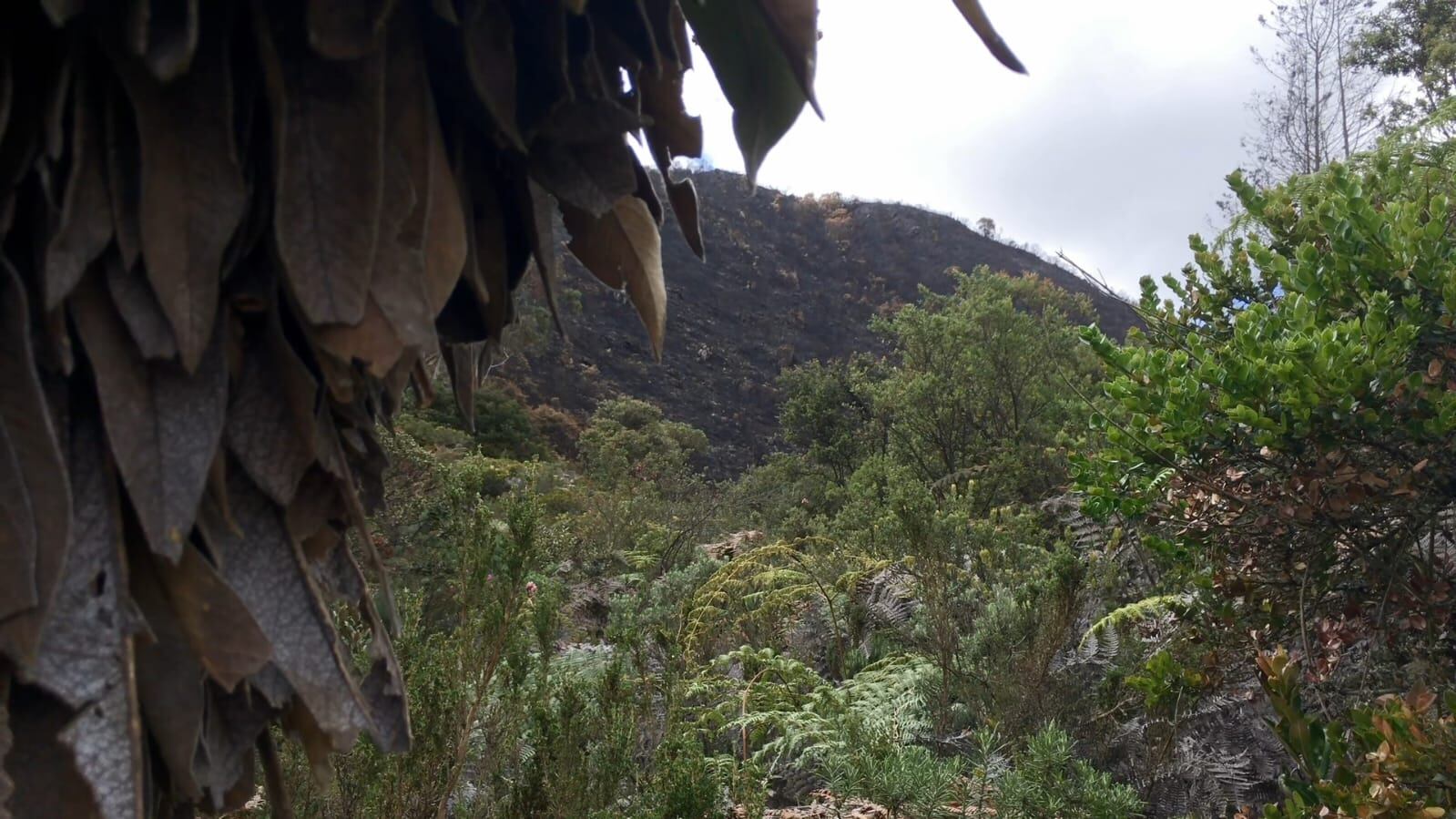 Incendio forestal en Soacha