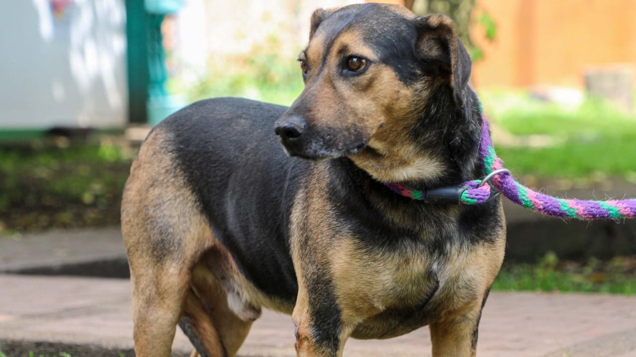 El Instituto Distrital de Protección y Bienestar Animal de Bogotá (IDPYBA) recordó que a través de su Centro de Atención Jurídica (CAJ) brinda orientación jurídica gratuita a la ciudadanía en situaciones que involucran animales.
