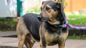 Jornada de adopción de mascotas en Bogotá