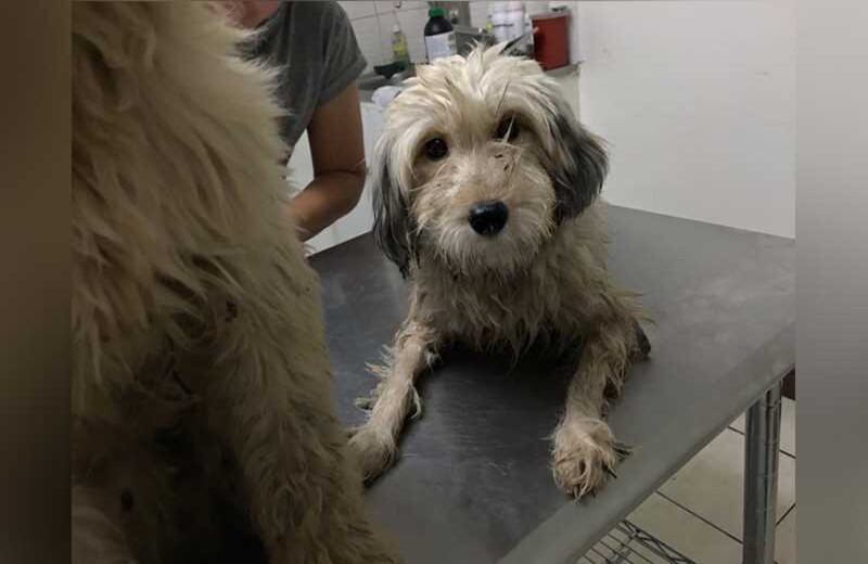 Las instalaciones cuentan con modernas zonas para revisiones médicas y sanitarias.