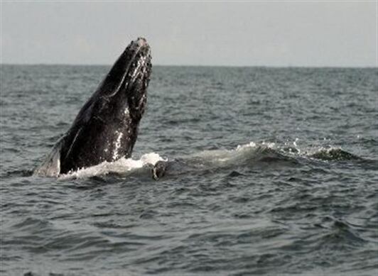 Comenzó la temporada de avistamiento de ballenas en el Pacífico colombiano.