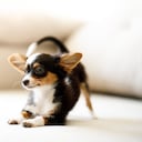 Los perros pequeños