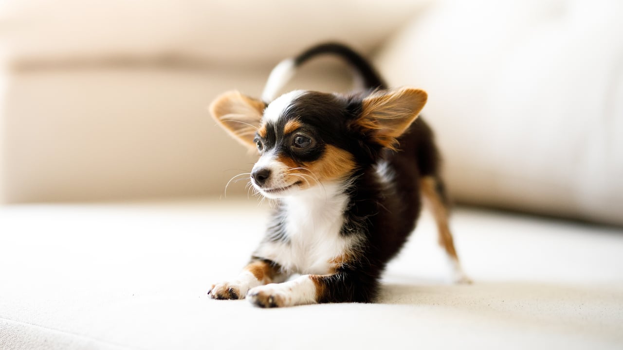 Algunas razas de perros pequeños pueden padecer ciertas enfermedades.