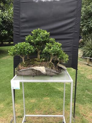 Son varias las especies de Bonsái que se verán en el Jardín Botánico de Bogotá