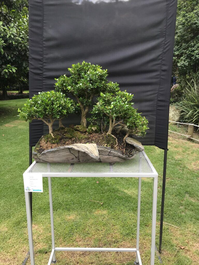 Son varias las especies de Bonsái que se verán en el Jardín Botánico de Bogotá