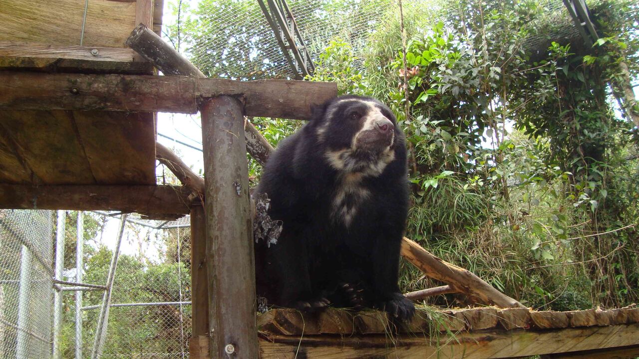 Indígena que mató a oso de anteojos en Saravena tan solo tuvo que arrepentirse para purgar su pena. Foto: Archivo particular.